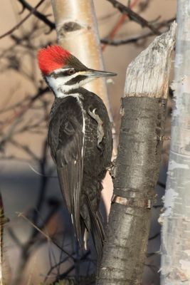 grand pic - pileated woodpecker