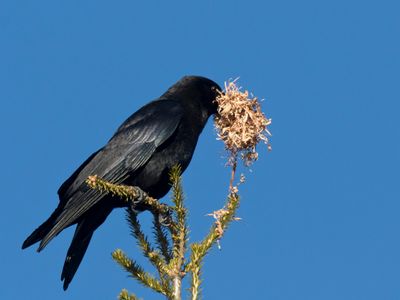 corneille - crow