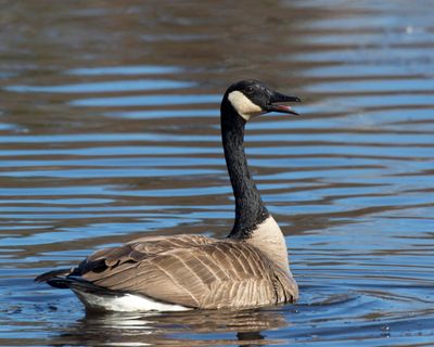 outarde - canada goose