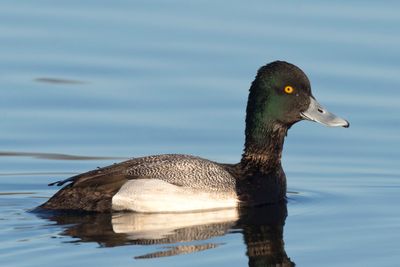 petit fuligule - lesser scaup