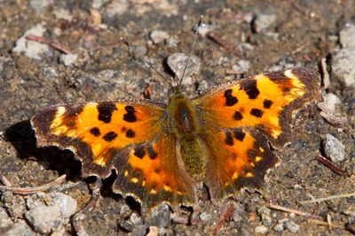 polygone  taches vertes - green comma