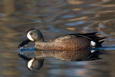 sarcelle  ailes bleus - blue winged teal