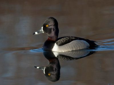 fuligule  collier - ring necked duck