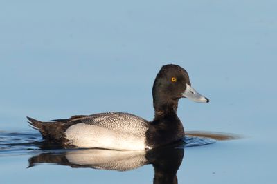 petit fuligule - lesser scaup