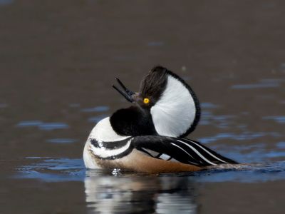 harle couronn - hooded merganser