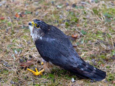 faucon mrillion - merlin