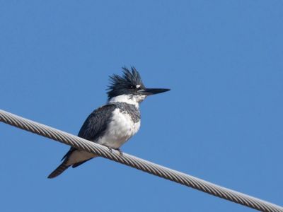 martin-pcheur d amrique - belted kingfisher