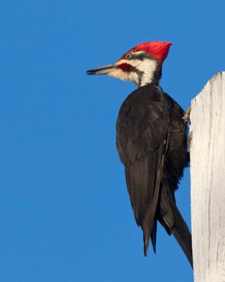 grand pic - pileated woodpecker