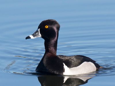 fuligule  collier - ring necked duck