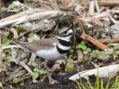 pluvier kildir - killdeer
