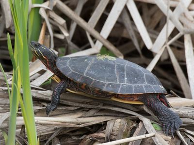 tortue peinte - painted turtle - Chrysemys picta