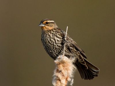 carouge à épaulettes - red winged blackbird
