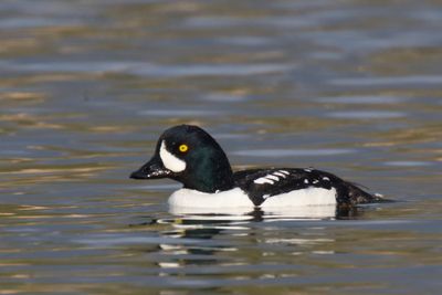 garrot d islande - barrow goldeneye