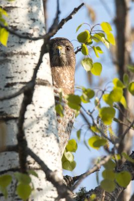 petite buse - broad winged hawk