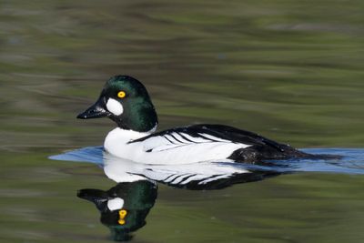 garrot  oeil d or - common goldeneye