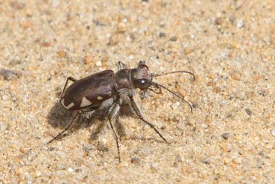 Cicindle  Taches Latrales - Festive Tiger Beetle - Cicindela scutellaris