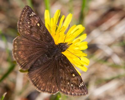 Hesprie nuageuse - northern cloudywings - Thorybes pylades