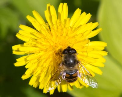 ristale tenace - common drone fly - Eristalis tenax