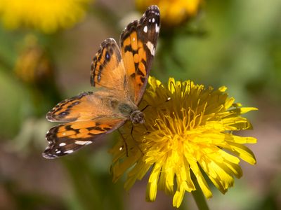 vanesse de virginie - American Lady - Vanessa virginiensis