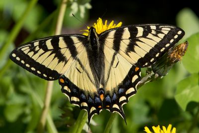 tigr du Canada  - Canadian Tiger Swallowtail - Papilio canadensis
