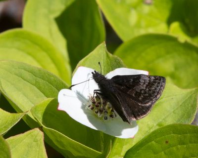 Hesprie Givre - Dreamy Duskywing - Erynnis icelus