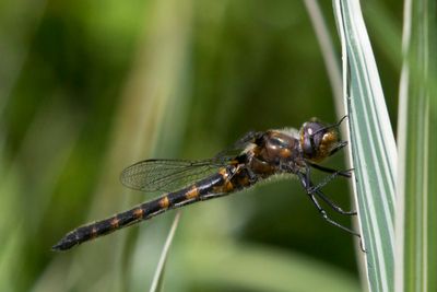 pithque d'Uhler - Uhler's sundragon - Helocordulia uhleri