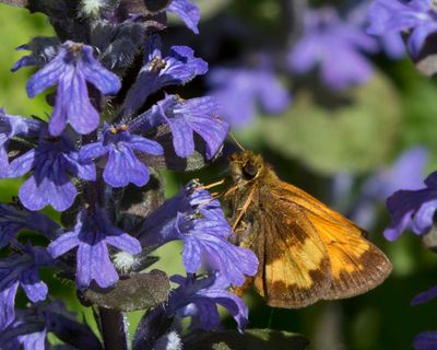 Hesprie Hobomok - Hobomok skipper - Lon hobomok