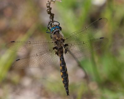 pithque Canine - beaverpond baskettail - Epitheca canis