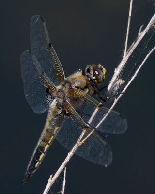 Libellule quadrimacule - Four-spotted Skimmer - Libellula quadrimaculata