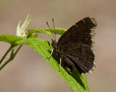 Morio - Mourning Cloak - Nymphalis antiopa
