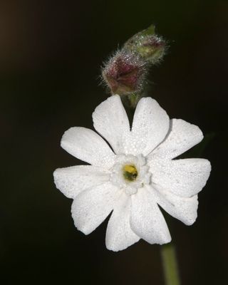 Compagnon Blanc -  White Campion -Silene latifolia