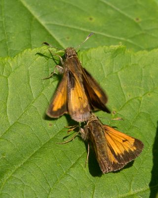 Hesprie Hobomok - Hobomok skipper - Lon hobomok