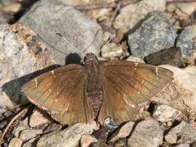 Hesprie nuageuse - Northern cloudywings - Thorybes pylades