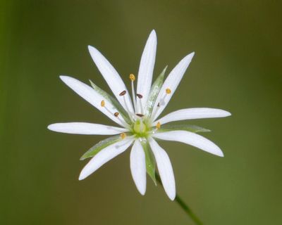 Stellaire  Feuilles de Gramine - Lesser Stitchwort - Stellaria graminea