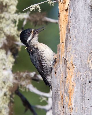 pic  dos noir - black backed woodpecker