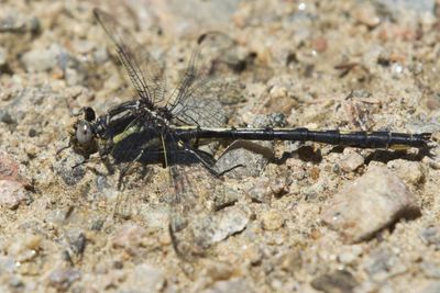 Gomphe Pointu - Dusky clubtail - Phanogomphus spicatus
