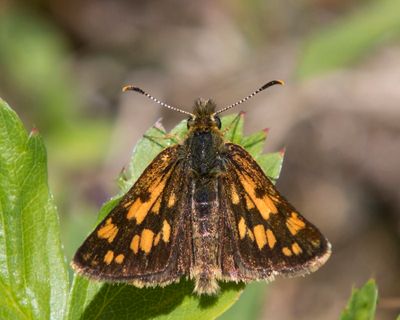 Hesprie chiquier - Arctic skipper - Carterocephalus palaemon