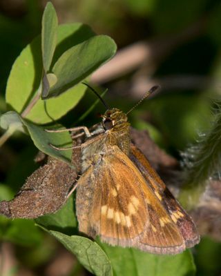 Hesprie Mystique - long dash skipper - Polites mystic 