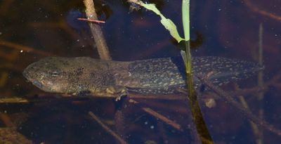 grenouille verte - green frog