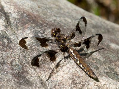 Libellule gracieuse -  twelve-spotted skimmer - Libellula pulchella