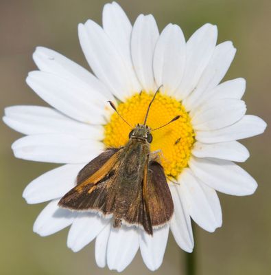 Hesprie  Tache Costale- tawny-edged skipper - Polites themistocles