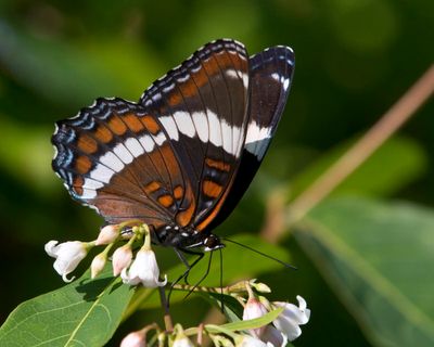 amiral - white admiral - Limenitis arthemis
