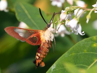 Sphinx Colibri - Hummingbird Clearwing Moth - Hemaris thysbe