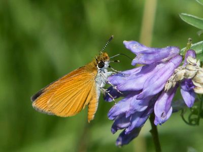 Hesprie Dlicate - Least skipper - Ancyloxypha numitor