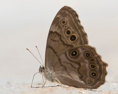 satyre perl - northern pearly eye - Lethe anthedon