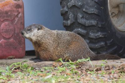 marmotte - marmot