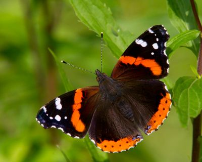 vulcain - red admiral - Vanessa atalanta