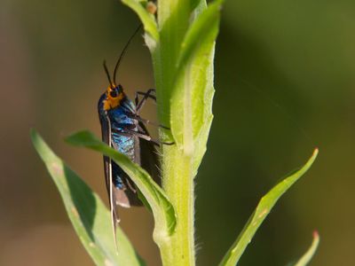ctnuche de virginie - Virginia ctenucha - Ctenucha virginica 