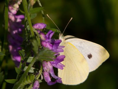 Piride de la Rave - Cabbage White - Pieris rapae