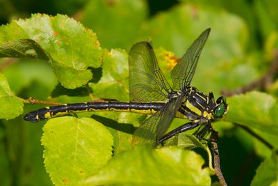 Hagnie - Dragonhunter - Hagenius brevistylus